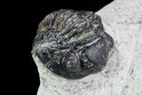 Bargain, Gerastos Trilobite Fossil - Morocco #87573-1